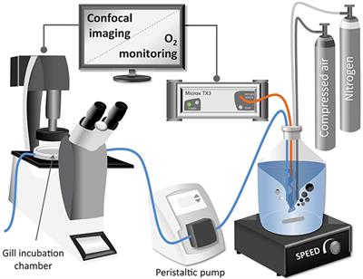 Hypoxically Induced Nitric Oxide: Potential Role as a Vasodilator in Mytilus edulis Gills